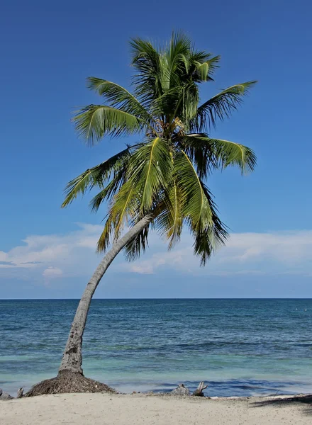 Palm tree at the sea — Stock Photo, Image