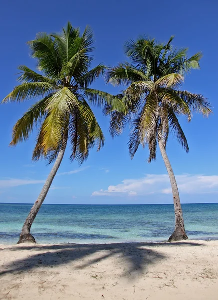 stock image Twin palm trees