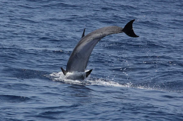 Delfin-Ugrás a vízbe — Stock Fotó