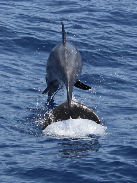 돌고래 점프 — 스톡 사진
