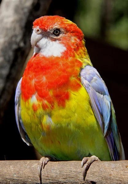 Röda och gula papegoja — Stockfoto