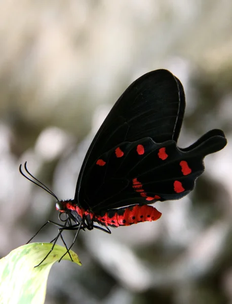 Černý a červený motýl — Stock fotografie
