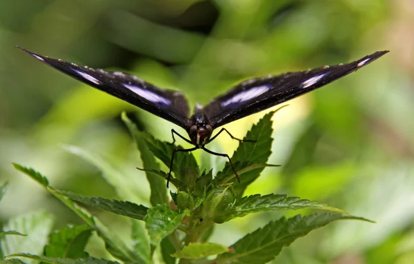 Czarny motyl — Zdjęcie stockowe