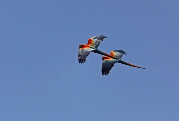 stock image Two flying parrots