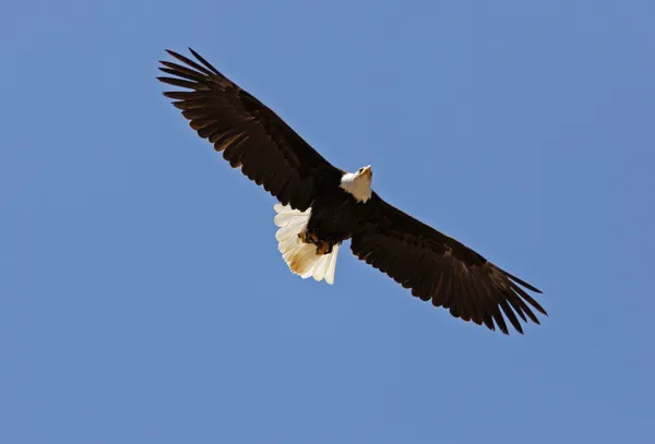 Águila voladora — Foto de Stock