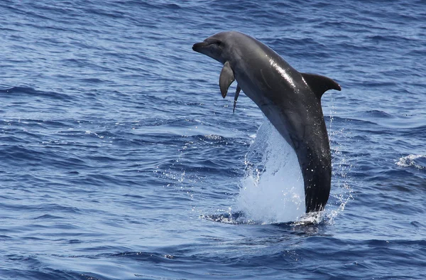 Delfino che salta — Foto Stock