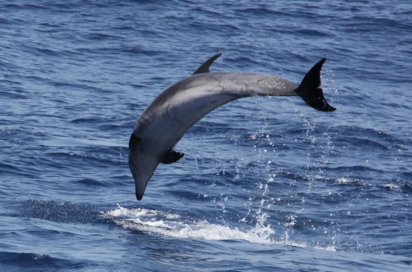 Jumping dolphin — Stock Photo, Image