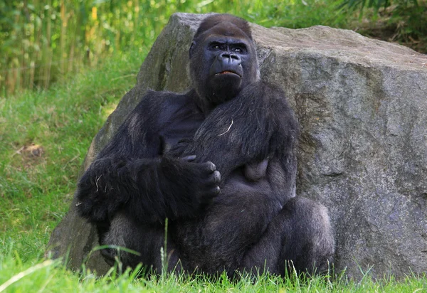 Gorila zangado — Fotografia de Stock