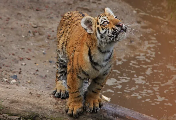Tigre curioso bebê — Fotografia de Stock