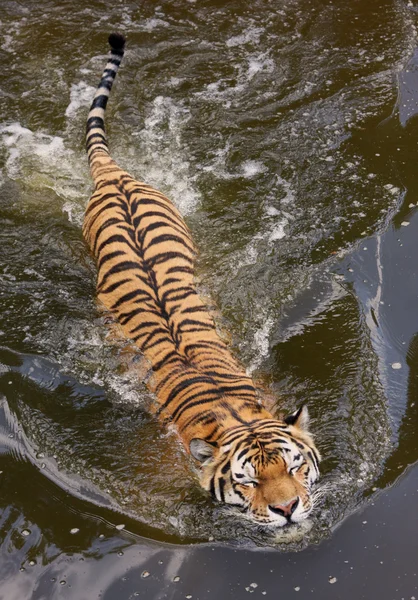 Плавающий тигр — стоковое фото