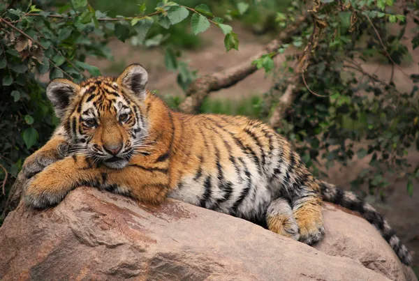 Niedliches Tigerbaby — Stockfoto
