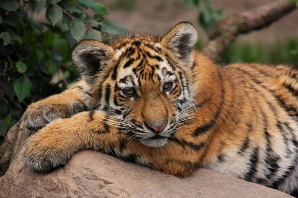 Уставший тигровый детёныш — стоковое фото