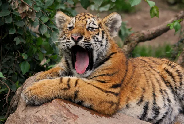 Jawning tygrysa cub — Zdjęcie stockowe