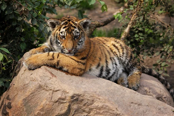 Verlegen tiger cub — Stockfoto