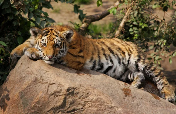 Filhote de tigre preguiçoso — Fotografia de Stock