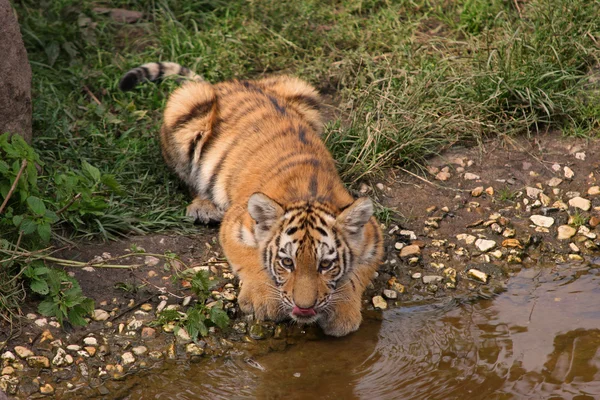 Beber filhote de tigre — Fotografia de Stock