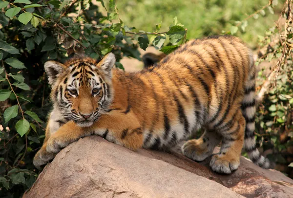 Милый тигровый детёныш — стоковое фото