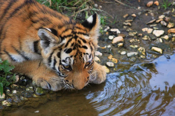 Beber filhote de tigre — Fotografia de Stock
