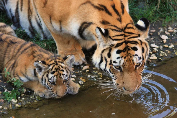 Two drinking tigers — Stock Photo, Image