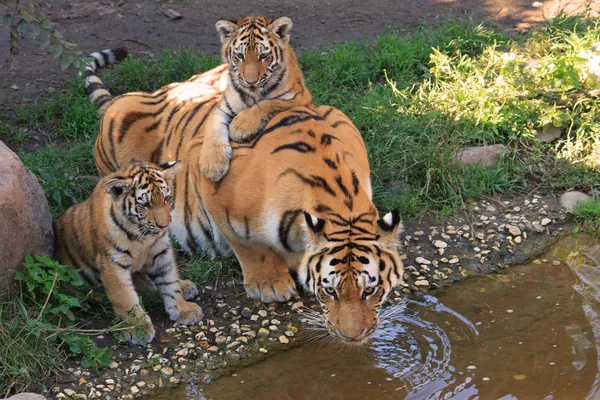 Тигровые детеныши с мамой — стоковое фото