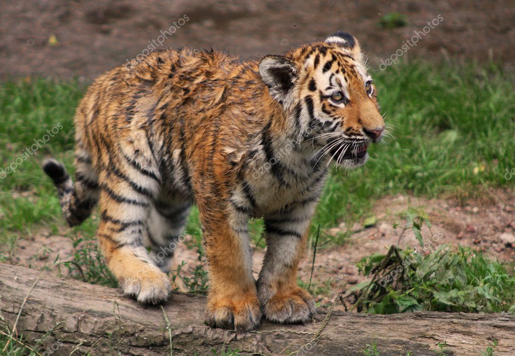 Angry tiger cub — Stock Photo © metalmaus #7389382