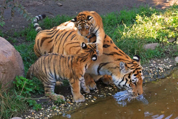 Kaplan cubs oynama — Stok fotoğraf