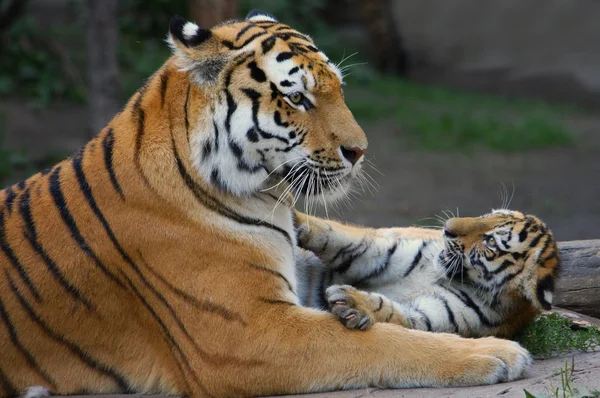 Тигровая мама и её детёныш — стоковое фото