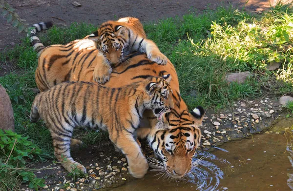 Família de tigres Fotografias De Stock Royalty-Free