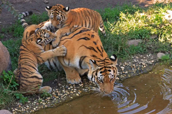 Οικογένεια του τίγρη Εικόνα Αρχείου