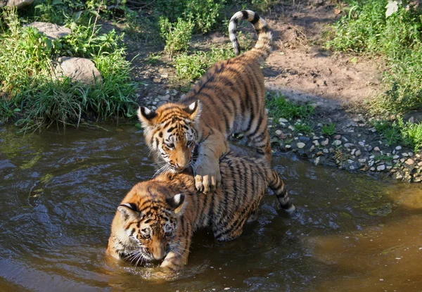 Dois filhotes de tigre Imagem De Stock