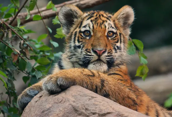 Filhote de tigre animado Fotografias De Stock Royalty-Free