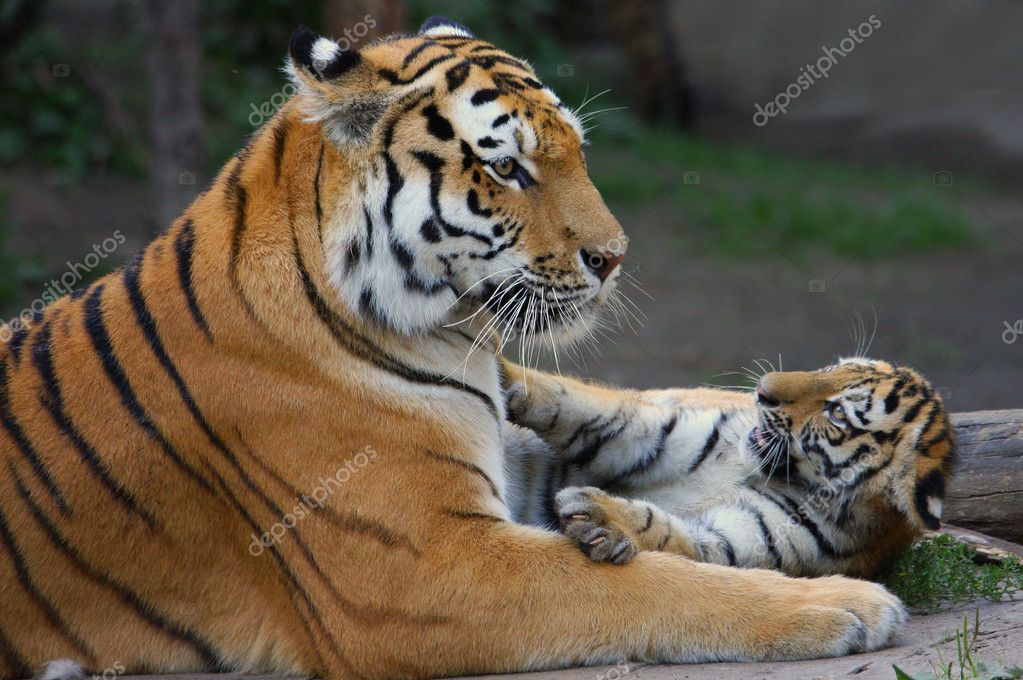 Tiger Cubs Playing With Mom.