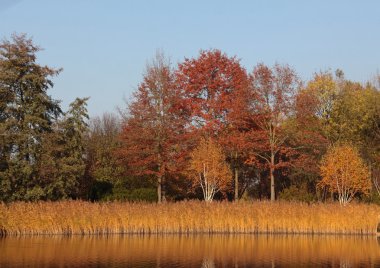 renkli ağaçlarda sonbahar