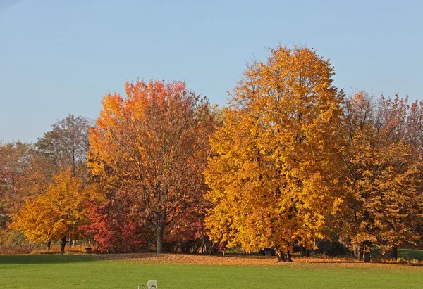 Sunny trees in autumn — Stock Photo, Image
