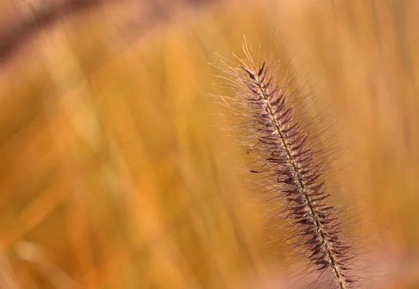 Кукуруза осенью — стоковое фото