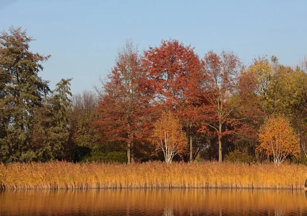 Alberi colorati in autunno — Foto Stock
