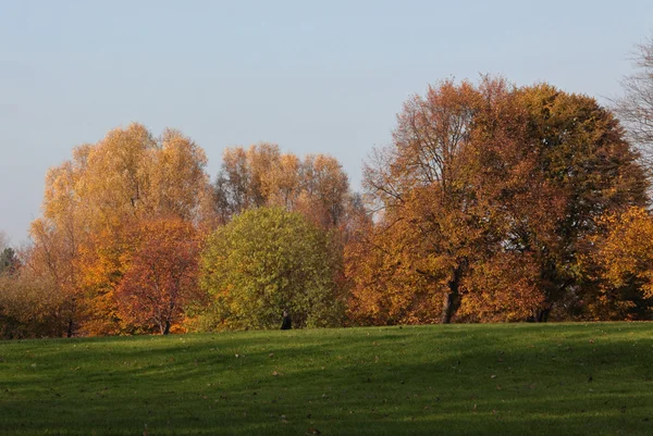 Trees in autumn — Stock Photo, Image