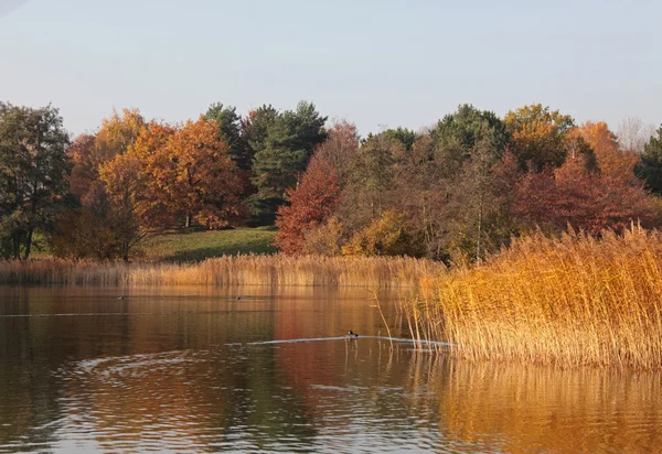 Lago con alberi in autunno — Foto Stock