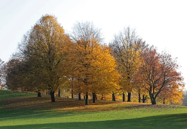 Coloures trees in autumn — Stock Photo, Image