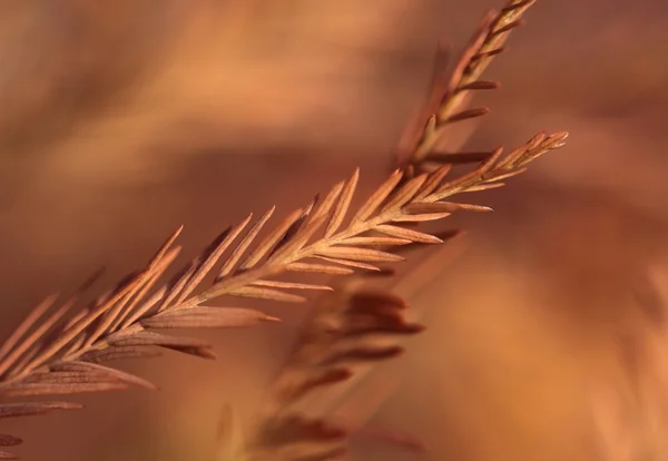 가을 옥수수 — 스톡 사진