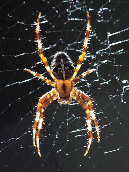 stock image Spider in a web