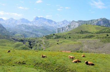 Cows graze in the mountains clipart