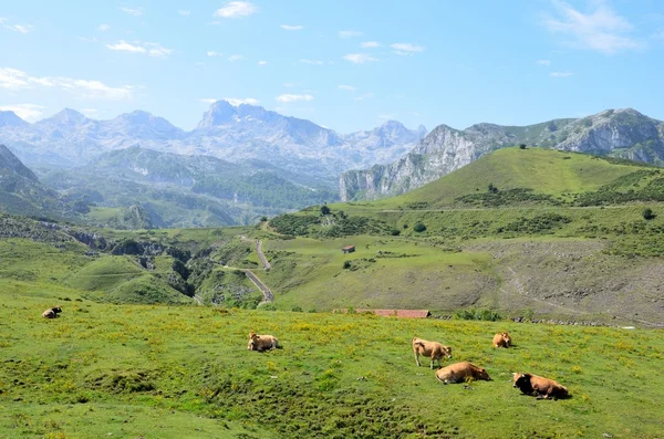 在山中吃草的母牛 — 图库照片