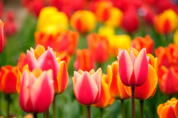 Tulipani primaverili lucenti Immagine Stock