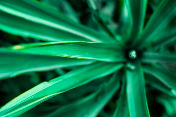 stock image Leaves of green sprout