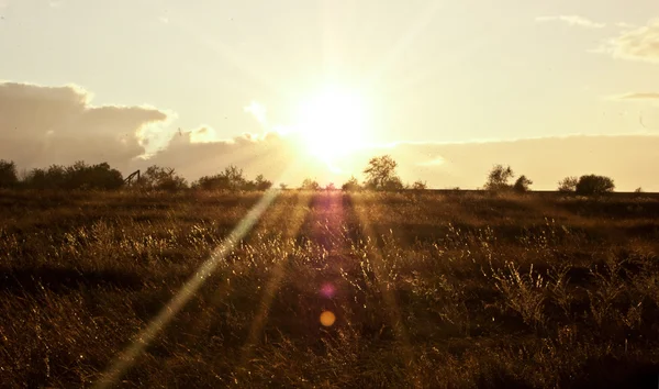 Fields of sunshine — Stock Photo, Image