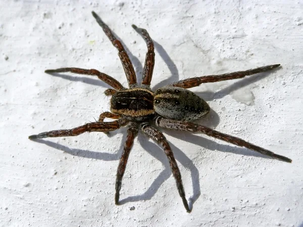 Spider. — Stock Photo, Image