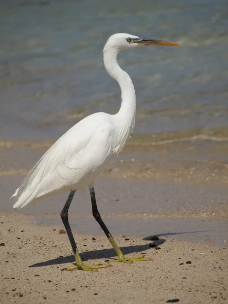 A bird, a heron — Stock Photo, Image