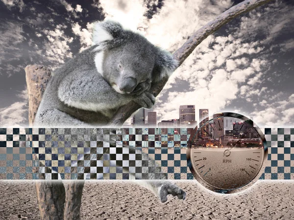 Koala zvíře — Stock fotografie
