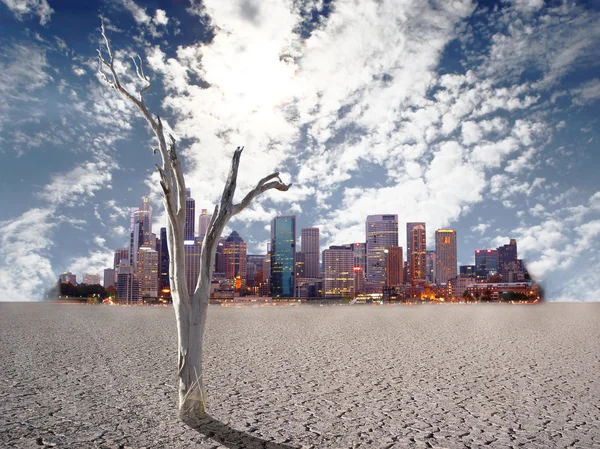 Woestijn boom — Stockfoto